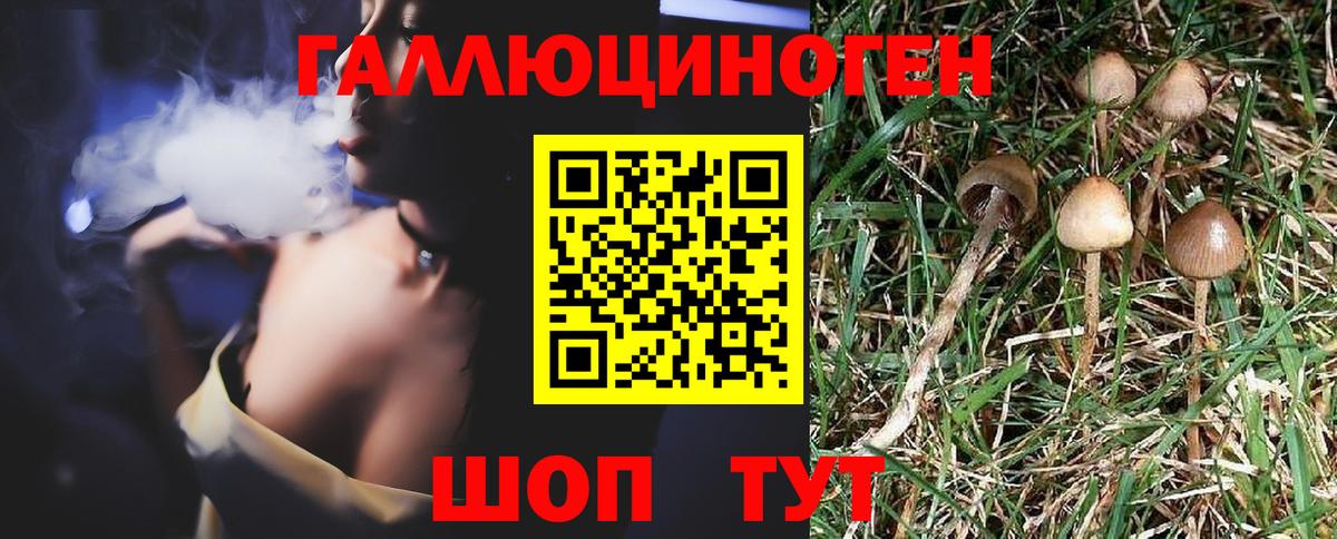 Арсеньев  Псилоцибиновые грибы Psilocybine cubensis  Вход с VPN 